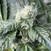 Chrome Dome (Compound Genetics)