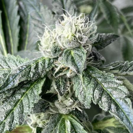 Chrome Dome (Compound Genetics)