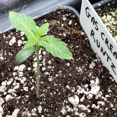 Gas Cream Runtz (LIT FARMS)
