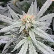 White Rhino (Green House Seeds)
