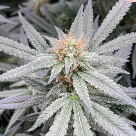 White Rhino (Green House Seeds)
