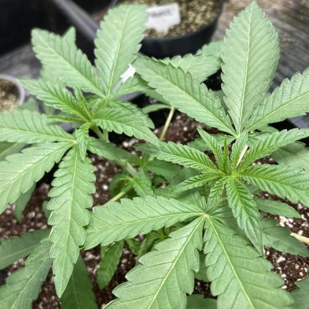 Apples & Bananas x Zoda (Umami Seed Co)