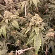 Windu (Wizard Trees)