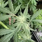 Double Smile (Mephisto Genetics)