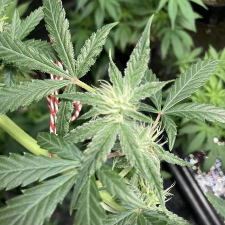 Double Smile (Mephisto Genetics)