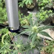 Double Smile (Mephisto Genetics)