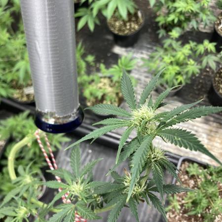 Double Smile (Mephisto Genetics)