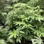 Glazed Pastries#3 (In House Genetics)