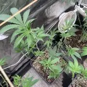 Atomic Jelly#2 (In House Genetics)