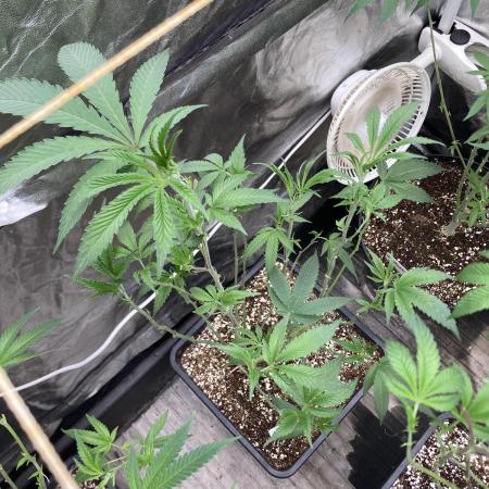 Atomic Jelly#2 (In House Genetics)