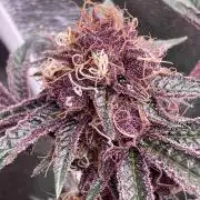 CN#6 Pora’s Purple Clones (Relentless)