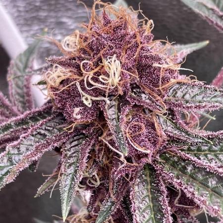 CN#6 Pora’s Purple Clones (Relentless)