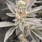Atomic Jelly#2 (In House Genetics)
