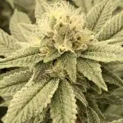 PLATINUMZ#2 (In House Genetics)