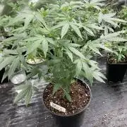 Black Rainbow (LIT Farms)