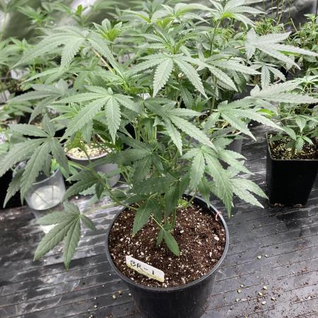 Black Rainbow (LIT Farms)