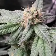 Do-lato V2 (In House Genetics)