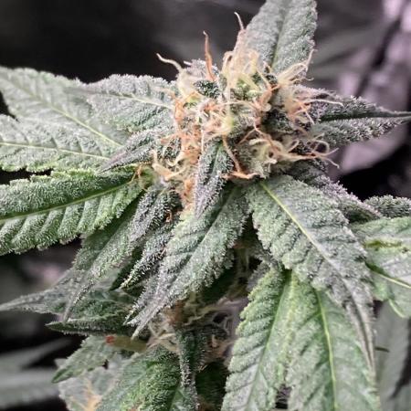 Do-lato V2 (In House Genetics)