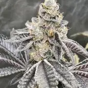 Animorph Mints ‘My Keeper Cut’