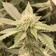 Windu (Wizard Trees)
