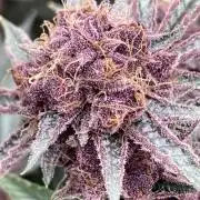 CN#6 Pora’s Purple Clones (Relentless)