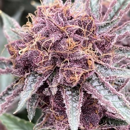 CN#6 Pora’s Purple Clones (Relentless)