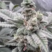Gas Cream Runtz Clones (LIT Farms)