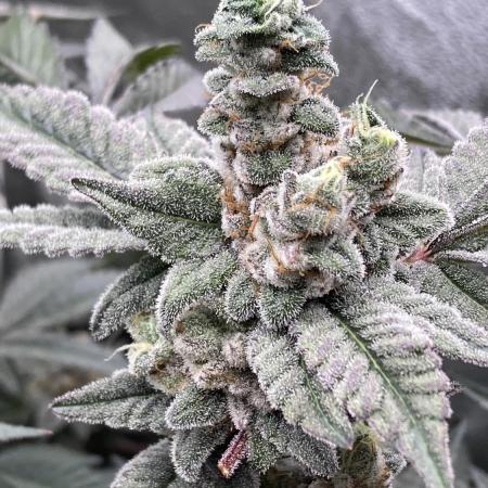 Gas Cream Runtz Clones (LIT Farms)