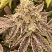 Platinum IX (In House Genetics)