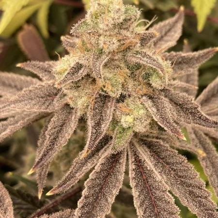Platinum IX (In House Genetics)