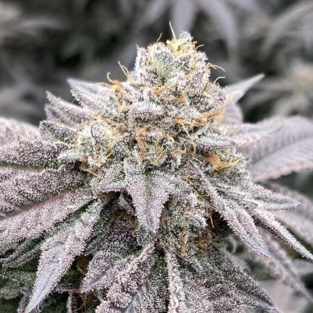 MotorOG#2 Purple/Black Pheno (LIT Farms)