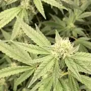 Apples & Bananas x Zoda (Umami Seed Co)