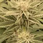 Sugoi Zushi (In House Genetics)