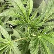 Chrome Dome (Compound Genetics)