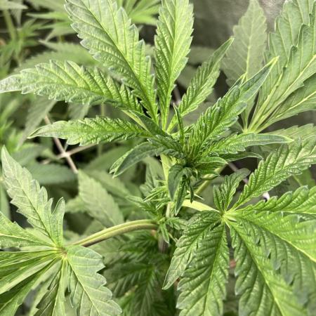 Chrome Dome (Compound Genetics)