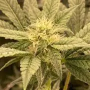 Jelly Breath S1 (In House Genetics)