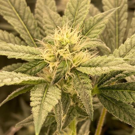 Jelly Breath S1 (In House Genetics)