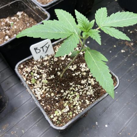 BTY47 x Manna Mountain (ttowncultivator)