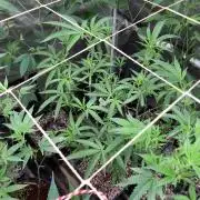 Apples & Bananas x Zoda (Umami Seed Co)