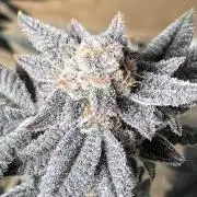 Glazed Pastries#3 (In House Genetics)