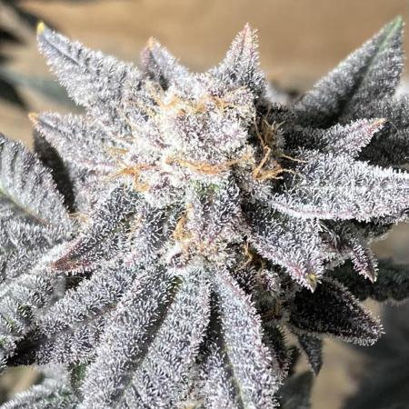 Glazed Pastries#3 (In House Genetics)