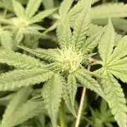 Black Rainbow (LIT Farms)