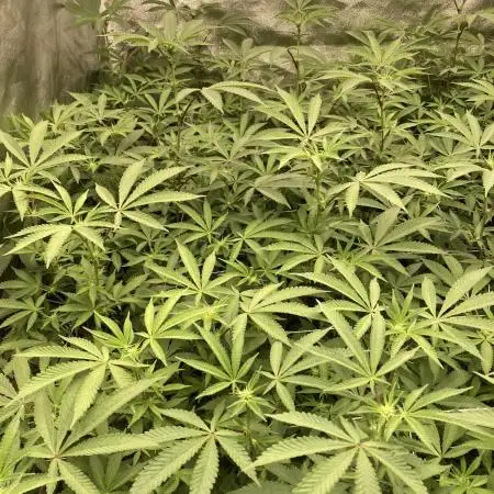 Motor OG #2 Clones (LIT Farms)