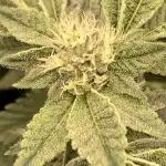 Fiestaz Clones (Wizard Trees)