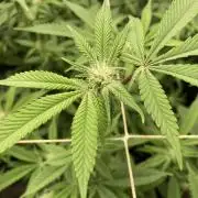 Glazed Pastries Clones (In House Gen)