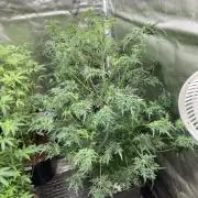 Frosty’s Purple Freak (Khalifa)