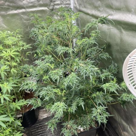 Frosty’s Purple Freak (Khalifa)