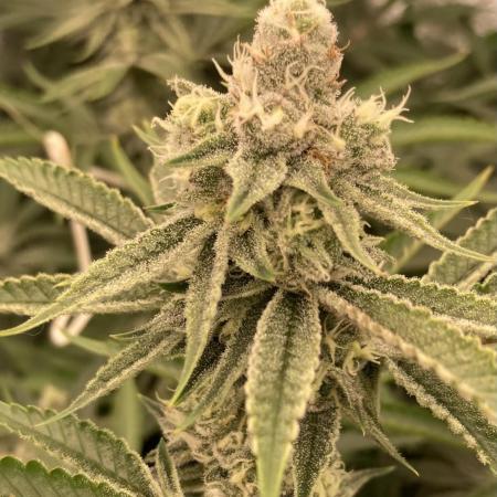 Sugoi Zushi (In House Genetics)