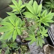 Pineapple Mojito S1