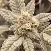Gas Cream Runtz Clones (LIT Farms)